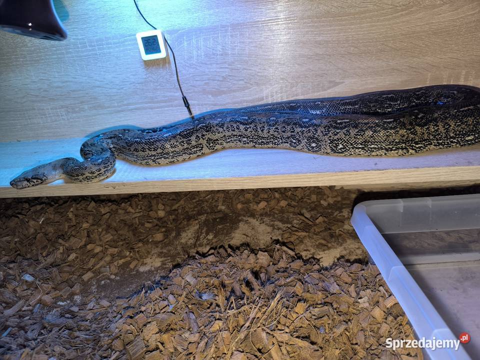 Boa cesarski samica Lubliniec