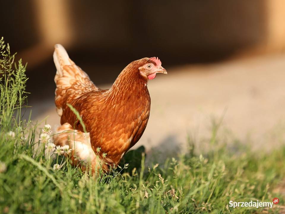 Słoma owsiana żytnia pszeniczna Lubartów