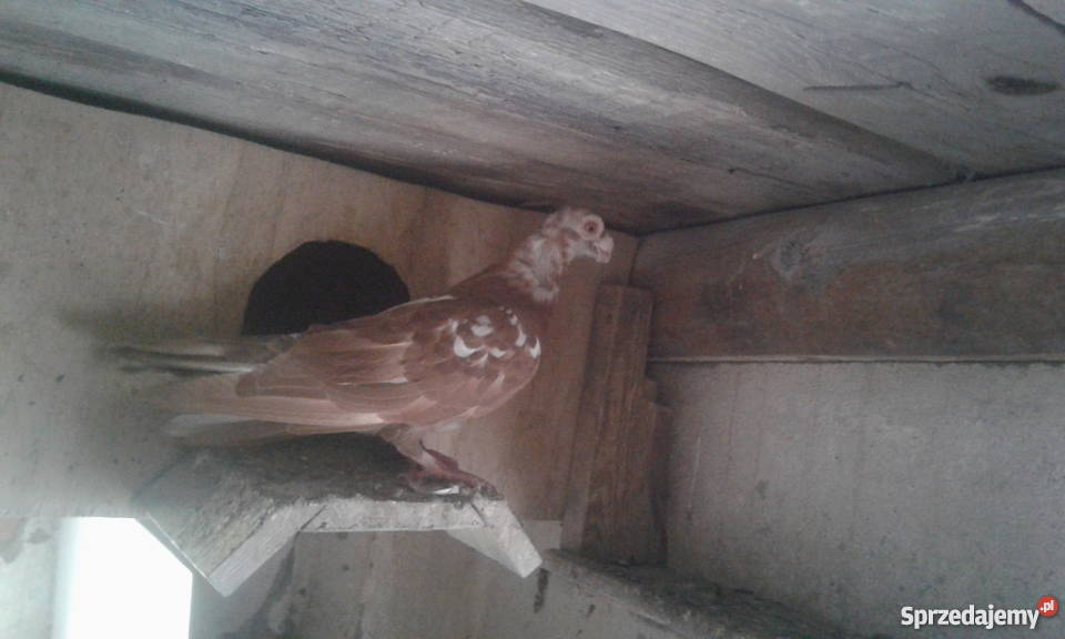 Gołąb Brodawczak Polski Witaszyce