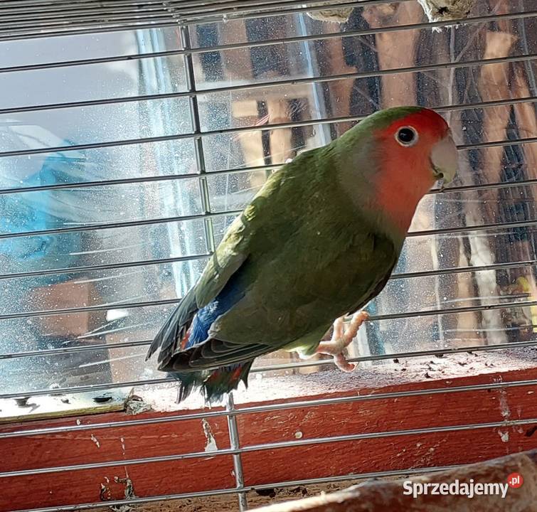 Papugi nierozłączki 21r dolnośląskie Lubin