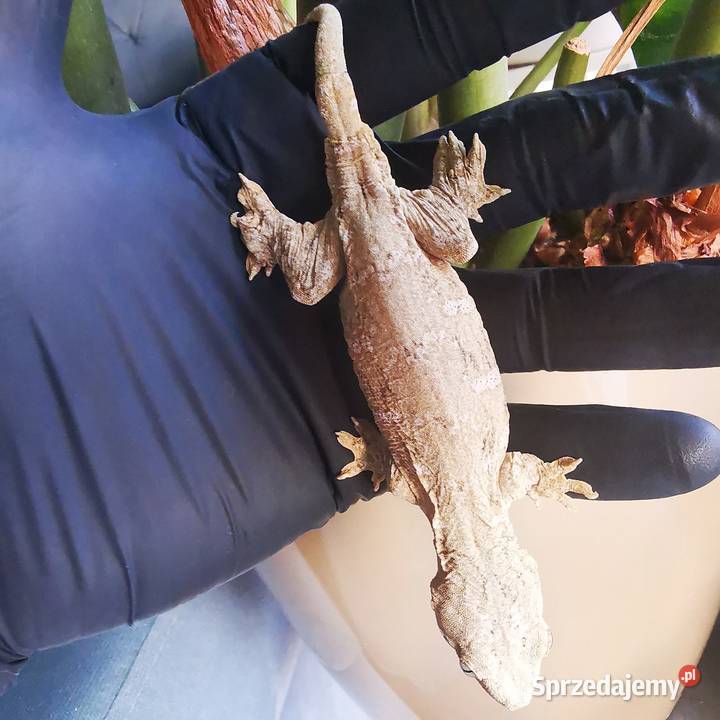 Gekon Olbrzymi Rhacodactylus Lechianus Gady i płazy Kraków sprzedam