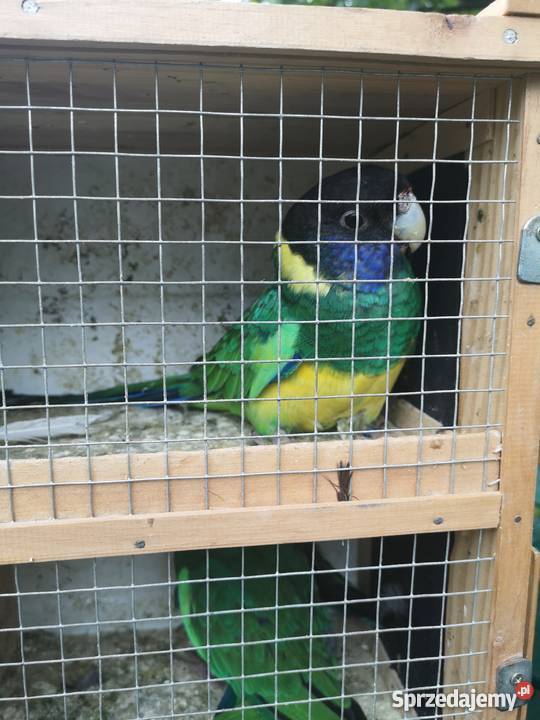 Bernardy żółtobrzuche para Wilczyce