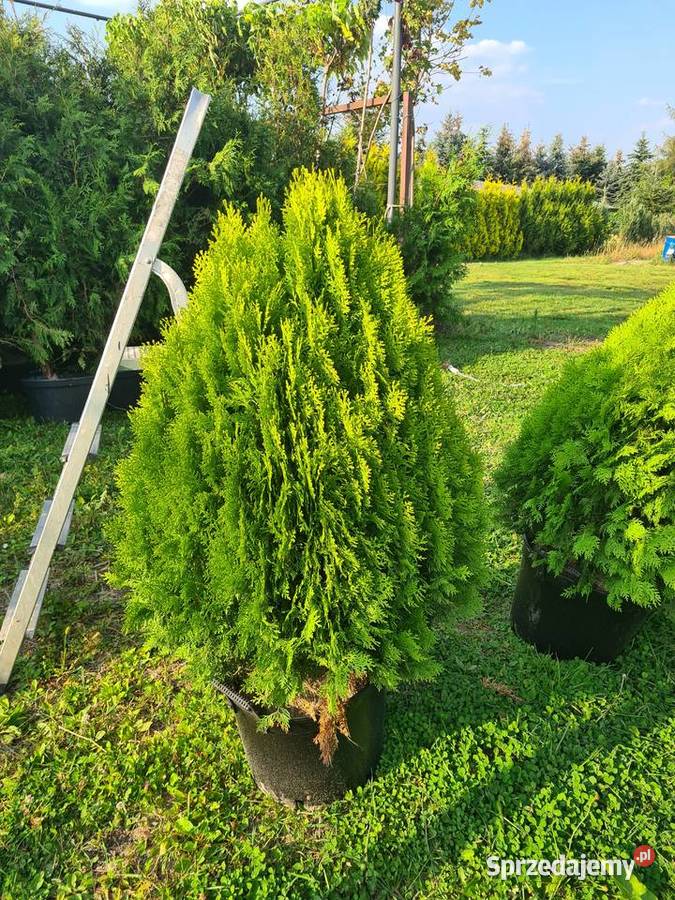 Thuja Danica 3040 kulka miniaturka PRODUCENT łódzkie Rydzyny sprzedam