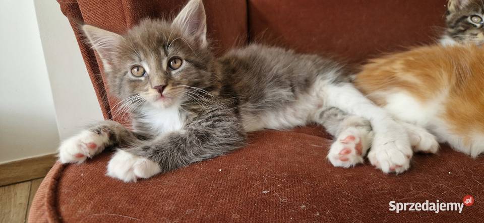 Maine coon kociaki Dębowiec sprzedam
