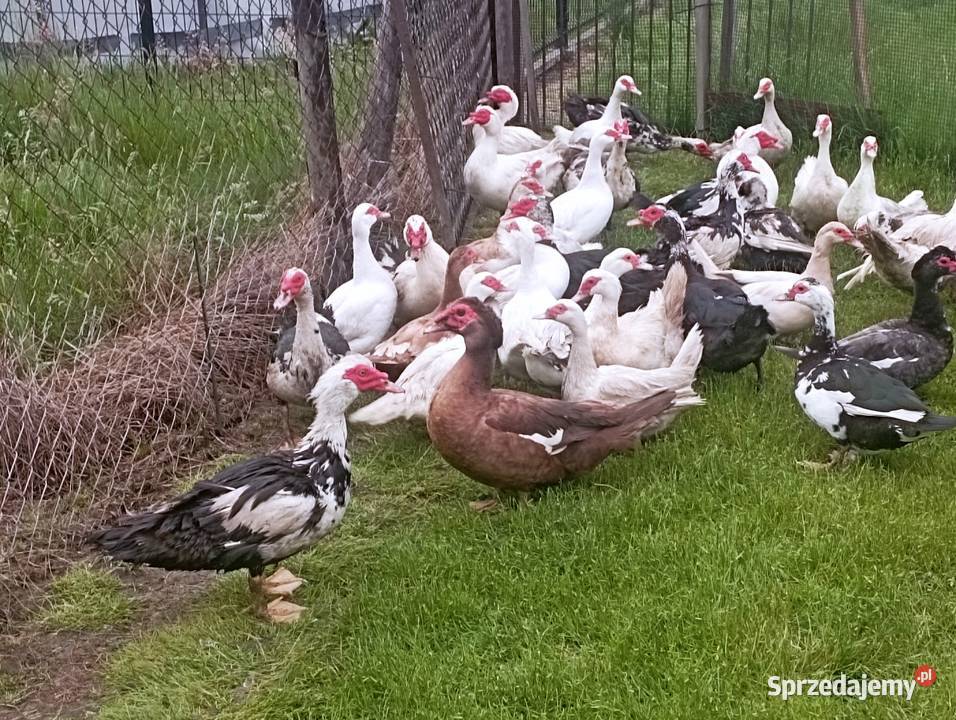 DUŻE KACZORY Kaczki Dorosłe Do Uboju Zaraz Chowu Golasowice