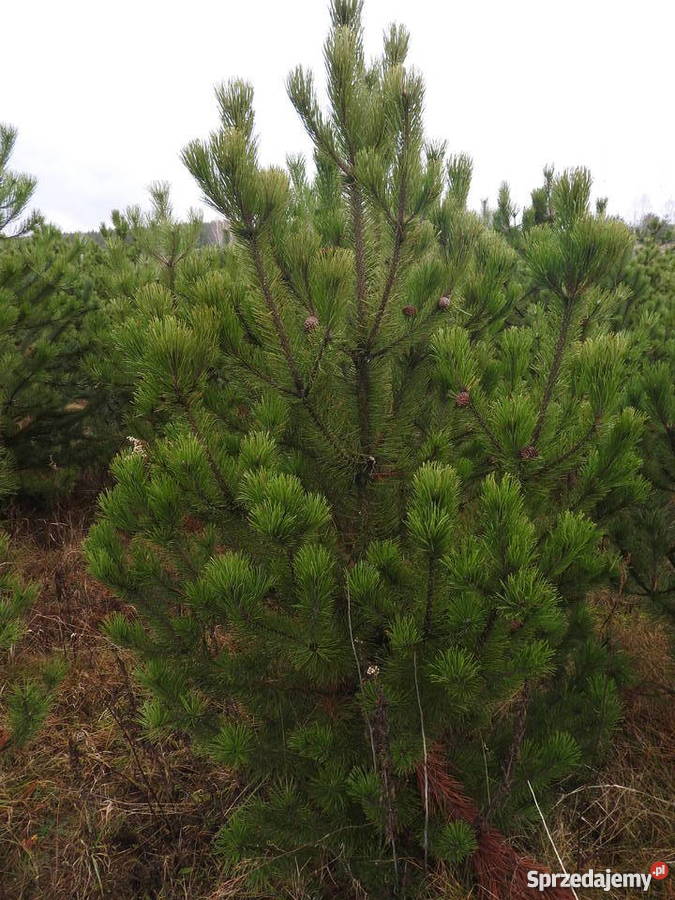 Sosna czarna jodła do nasadzeń Opole