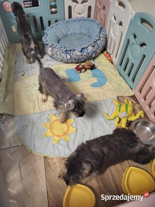 Sznaucer Miniatura rodowodowe szczenięta