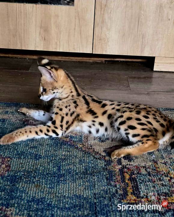 Serwal Afrykański Leptailurus serval przepiękna Katowice