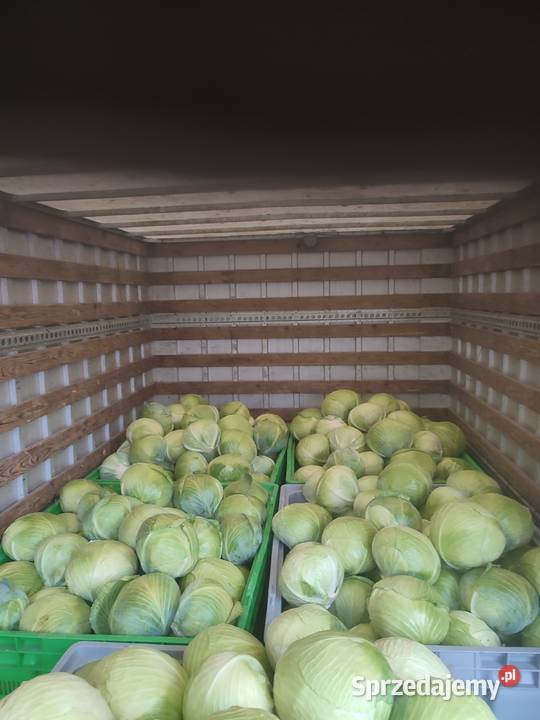 Kapusta marchew ziemniaki buraki prosto wielkopolskie