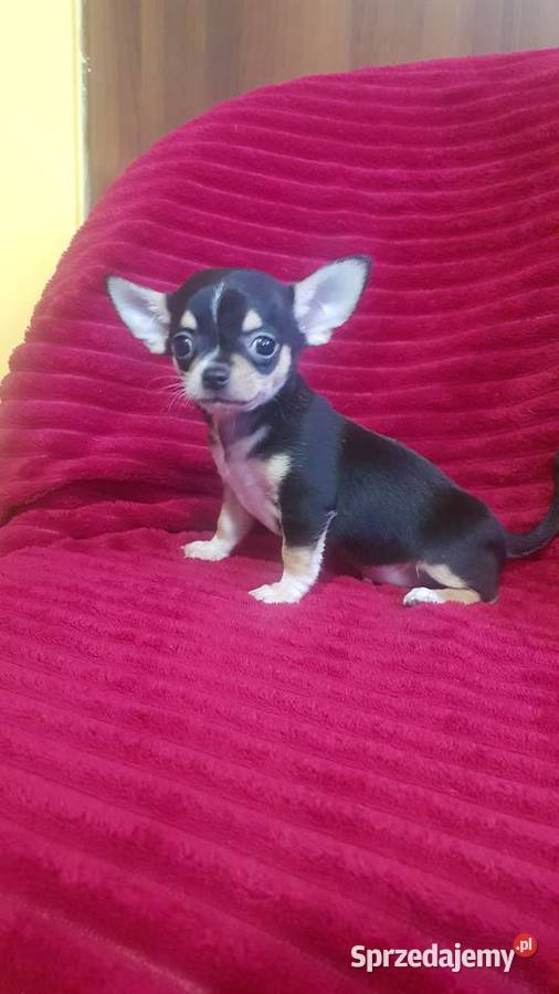 Pieski chihuahua śliczne Zwierzęta Płońsk sprzedam