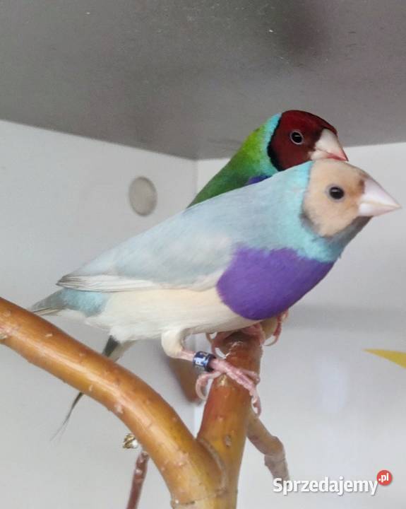 Amadyny wspaniałe małopolskie Tarnów