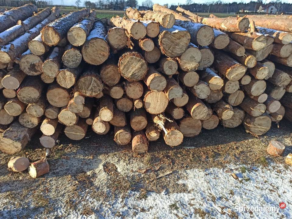 Drewno opałowe sosna Lucynowo