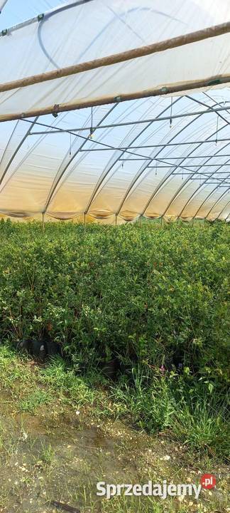 Sadzonki borówki amerykańskiej 3 i 4letnie Radomyśl nad Sanem