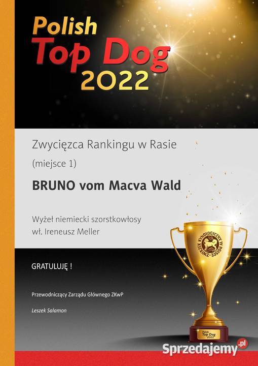 Wyżeł niemiecki szorstkowłosy Rep Reszel