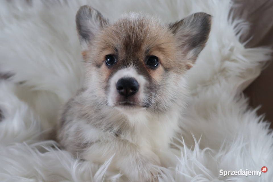 Welsh corgi pembroke szczenię