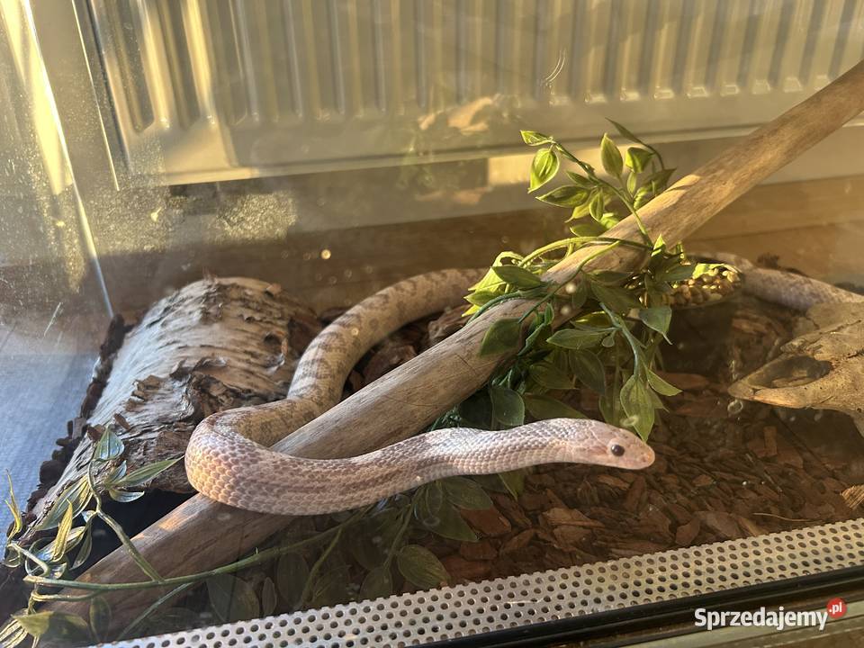 Wąż zbożowy lawendowy