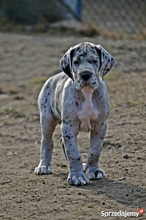 DOG NIEMIECKI szczenięta z rodowodem ZKwP Warszawa