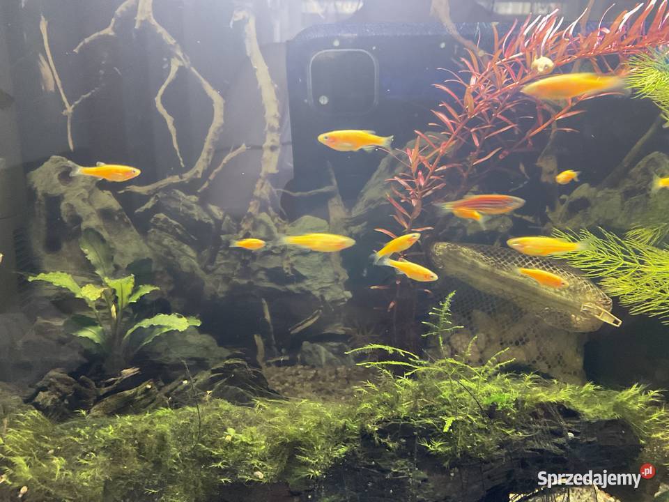 Danio Fluo Pomaranczowe śląskie Sosnowiec sprzedam