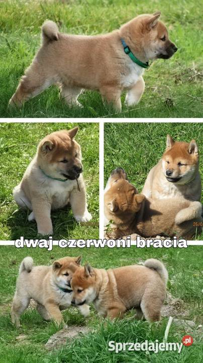 SHIBA INU Nowy miot przyjmujemy zamówienia Bychawka Trzecia
