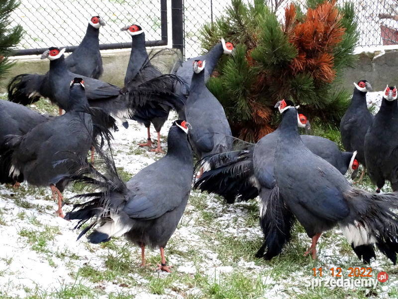Sprzedam Bażanty Uszaki Siwe z 2022r Bażant Gostyń sprzedam