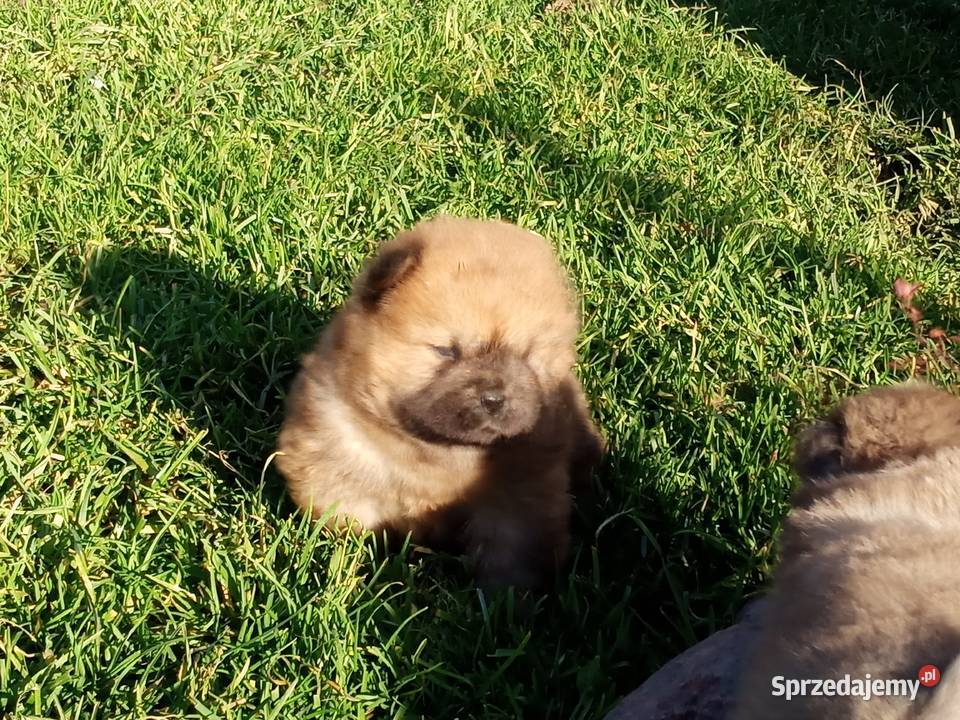 Chów chow szczeniaki Pozostałe Jasienica Dolna