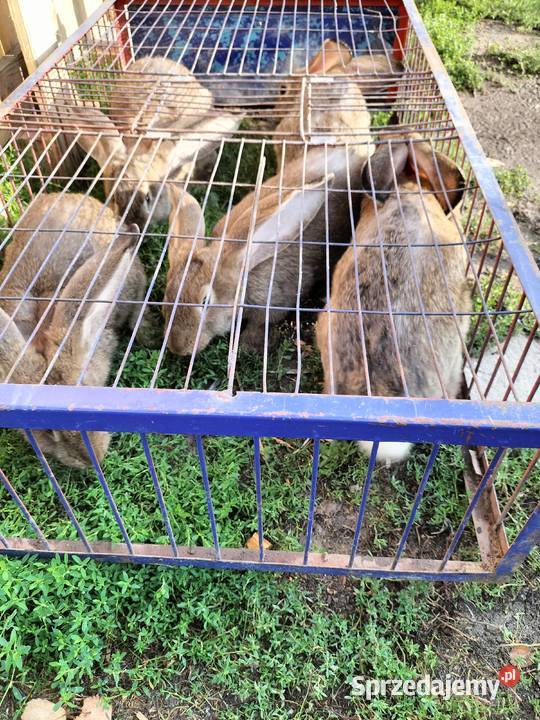 Króliki olbrzymy belgijskie Wichowo