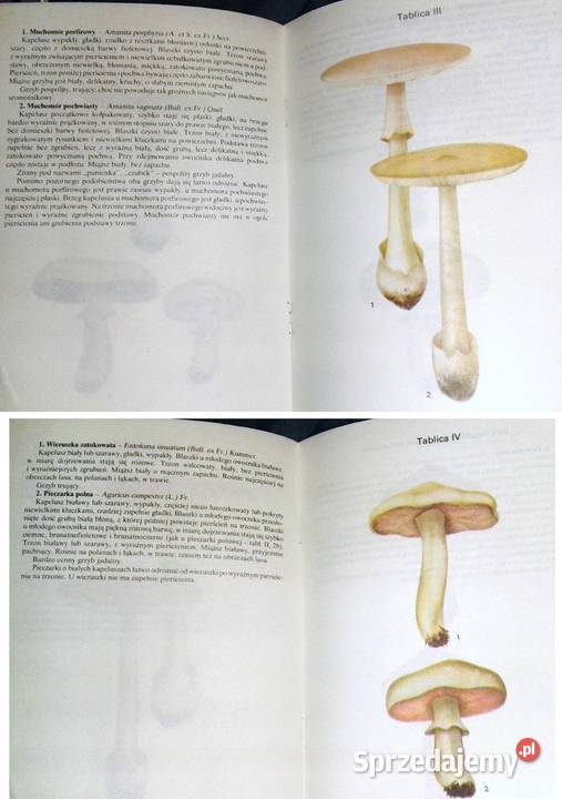 Grzyb jadalny czy trujący Zbigniew Domański Pozostałe sprzedam