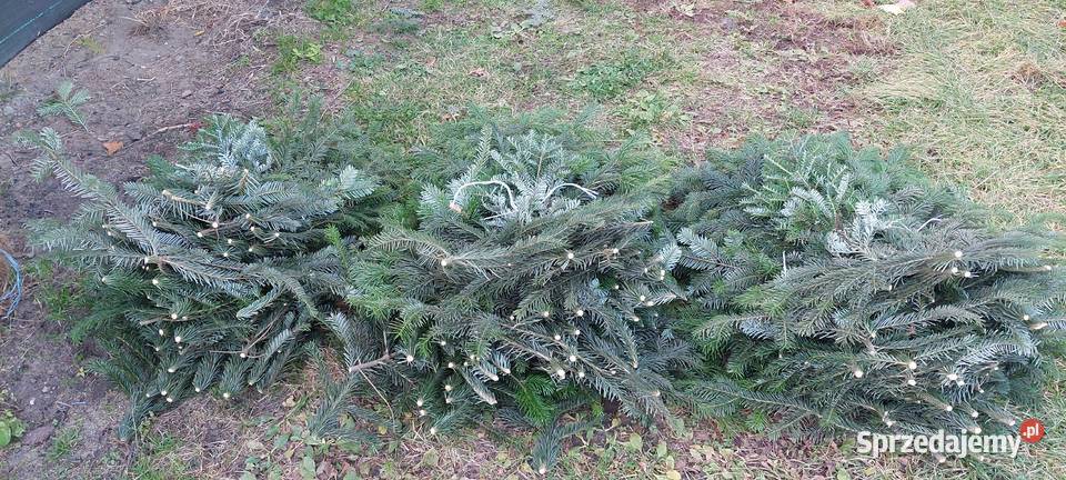 Stroisz gełęzie jodłą kaukaska Mazowieckie sprzedam