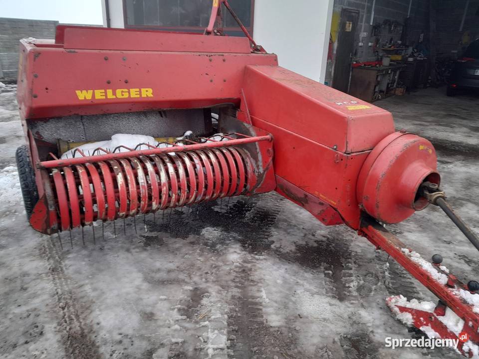 Sprzedam prase welger ap 52 sprowadzona Lechów