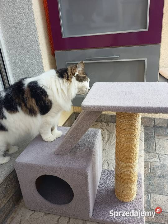 Drapak kota Włocławek