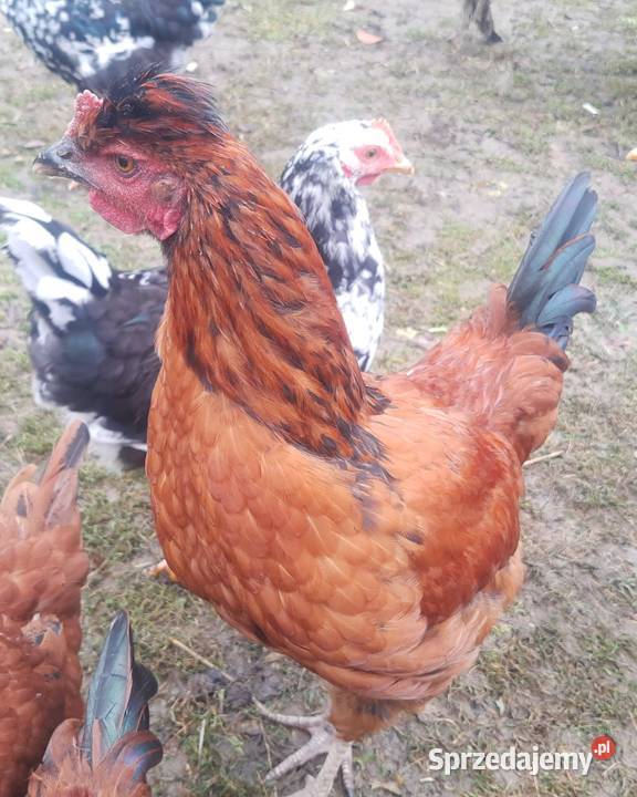 Kogut z 01082025 Czaszyn sprzedam