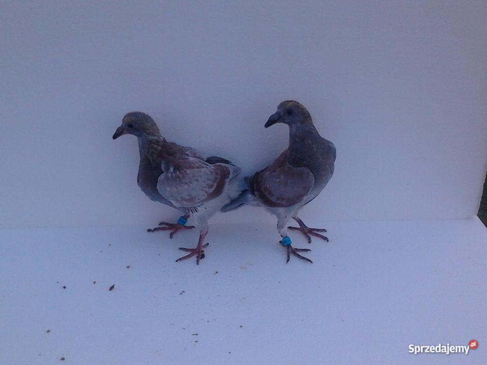 młode gołębie pocztowe Czarnków sprzedam