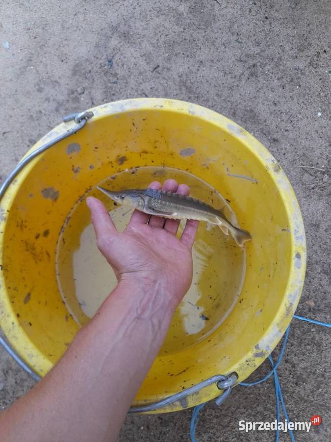 Rybki ozdobne Jesiotry albinos siewruga Konin sprzedam