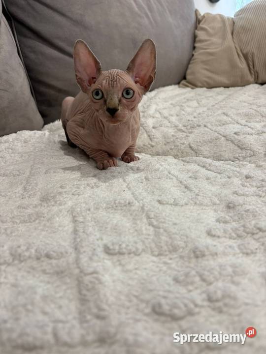 W dniu 8062025 na świat przyszłyr kocięta rasy Sfinks Katowice