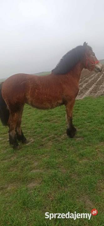 Źrebica zimnokrwista Wawrzeńczyce