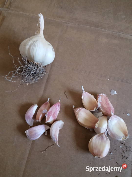 Czosnek do sadzenia Wiele