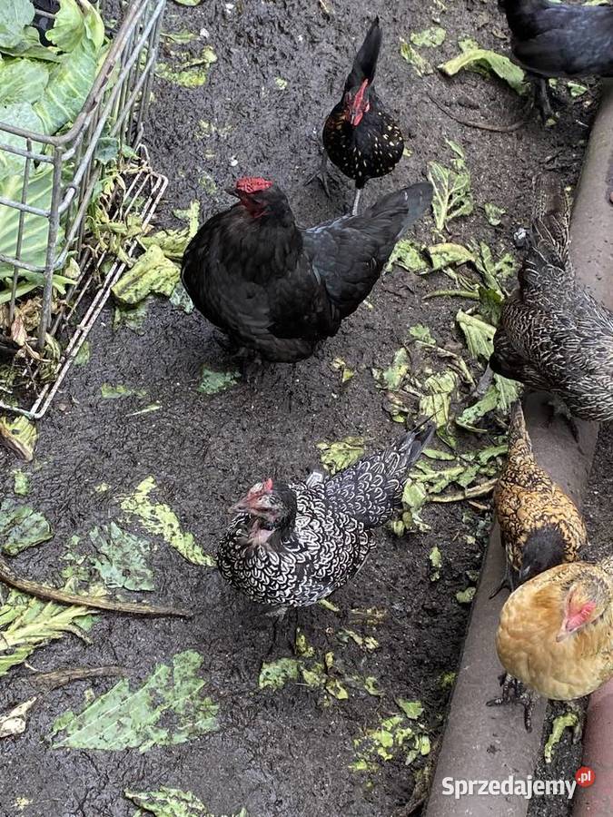Trzy miesieczne koguty sebrytki Białogard