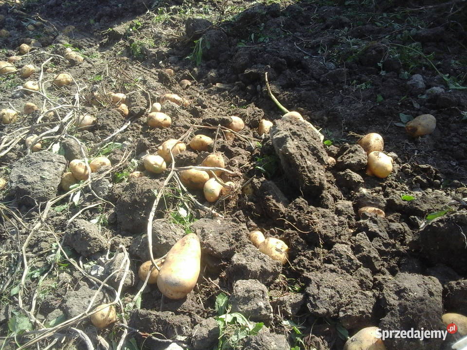 ziemniaki sadzeniaki Nowa Wieś
