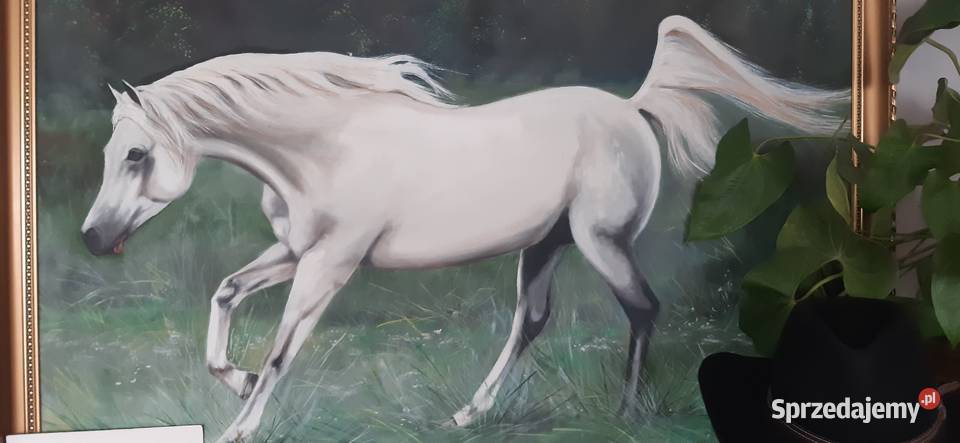 Ogier arabski Góra Kalwaria