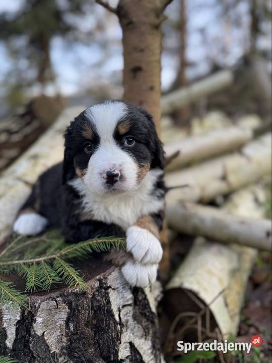 Piękna sunia Berneński Pies Pasterski z Kraków