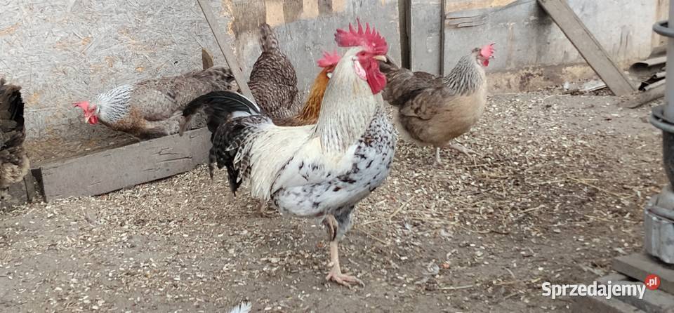 Koguty włoszki legbary 25r