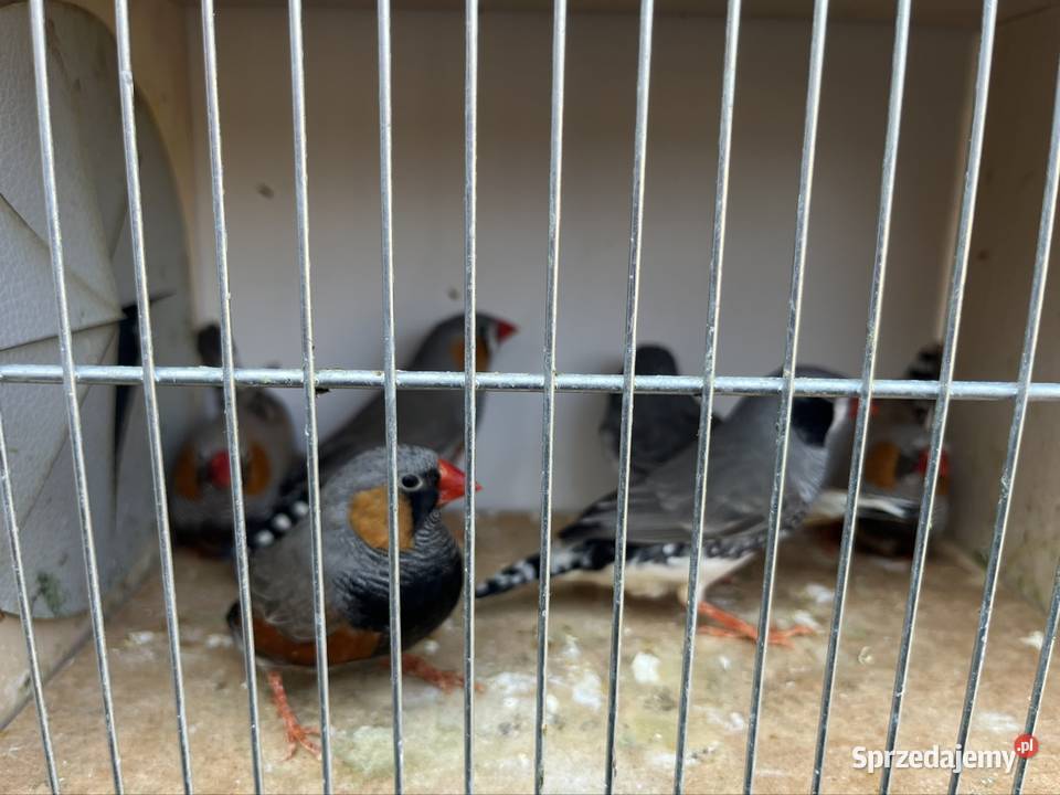 Zeberki z 2025 roku Zachowice