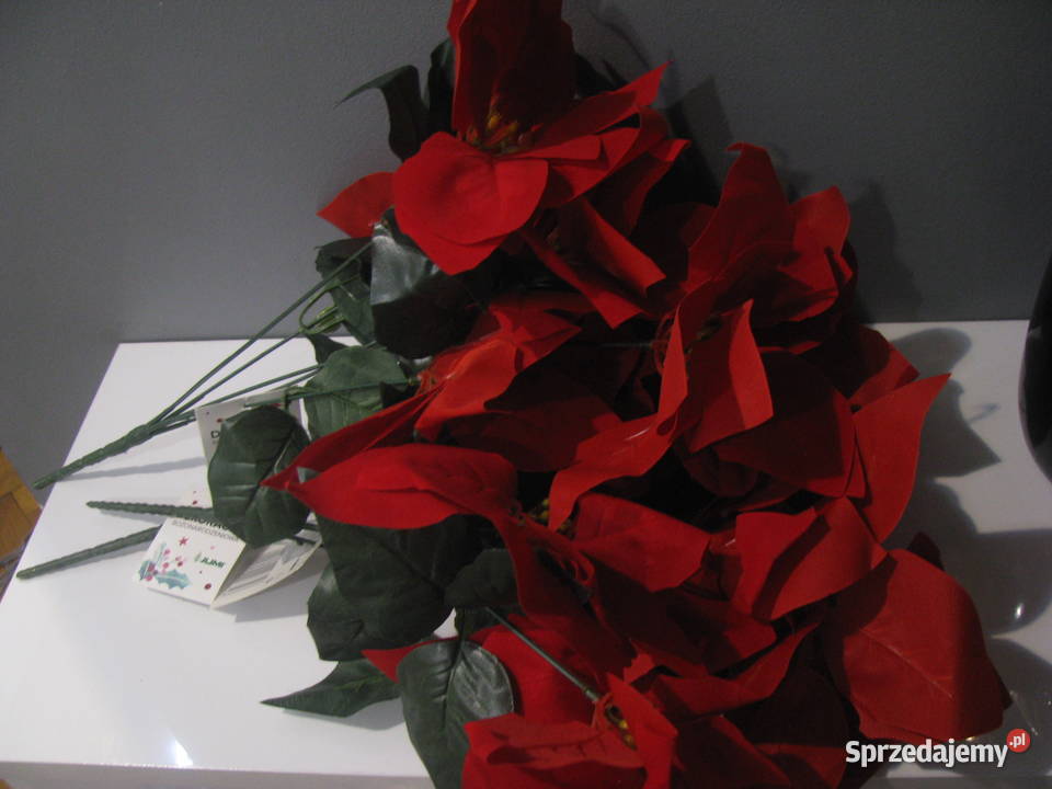 Nowe gwiazda betlejemska świąteczna kujawsko-pomorskie Włocławek