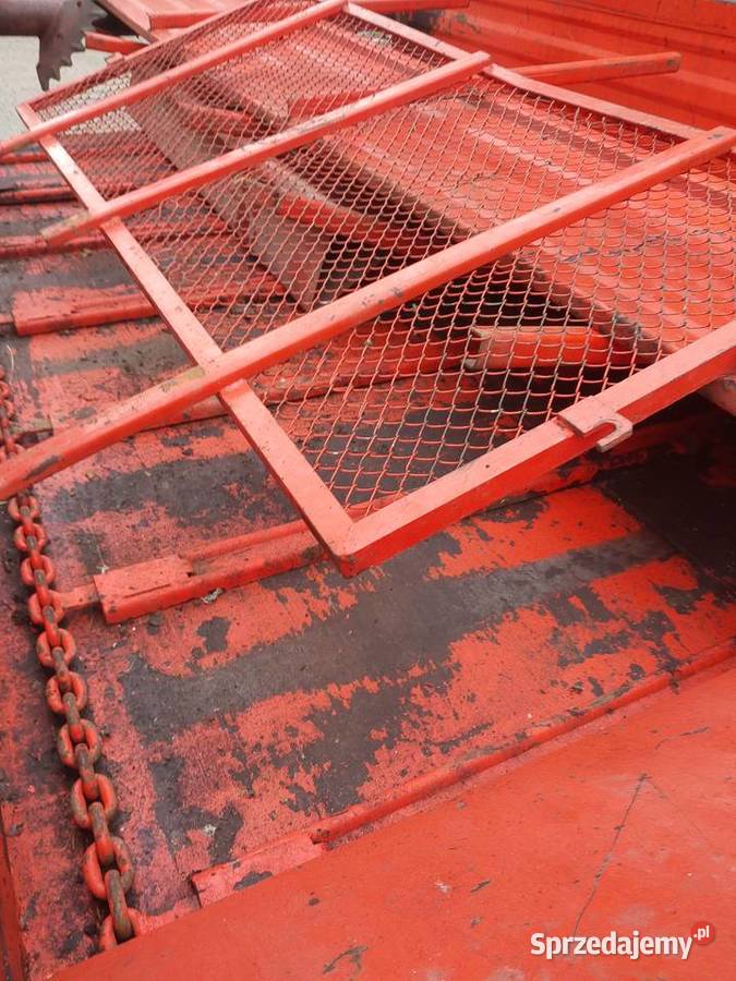 Rozrzutnik agrmet górski Jordanów