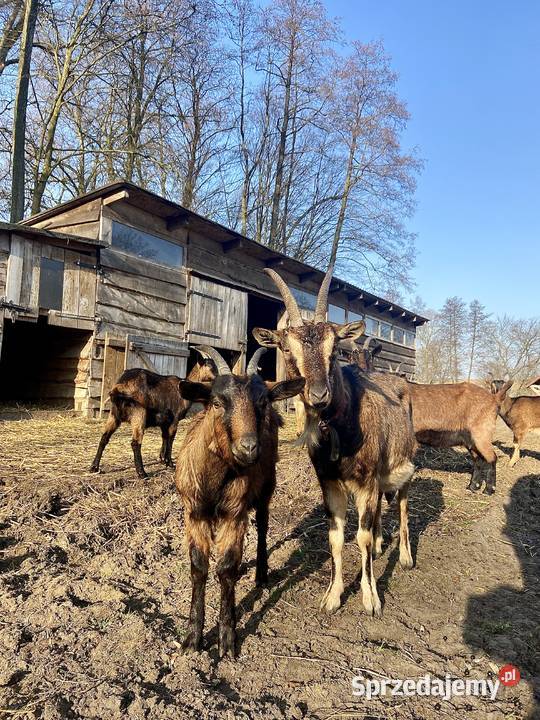 Sprzedam 9 młodych kóz Lubanie sprzedam
