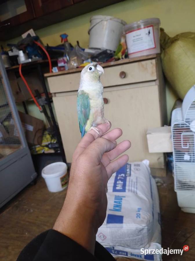 Samica rudosterki 24r z DNA Ptaki świętokrzyskie Starachowice