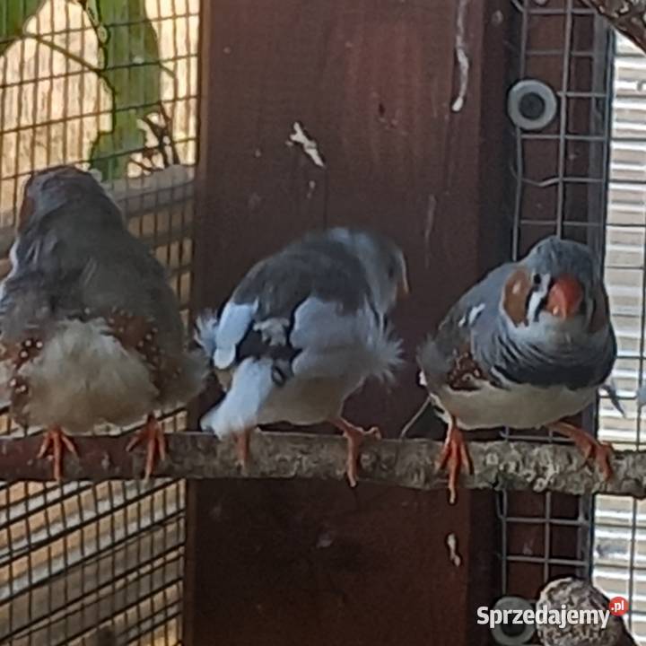 Zeberki papugi amadyny gołąbki diamentowe