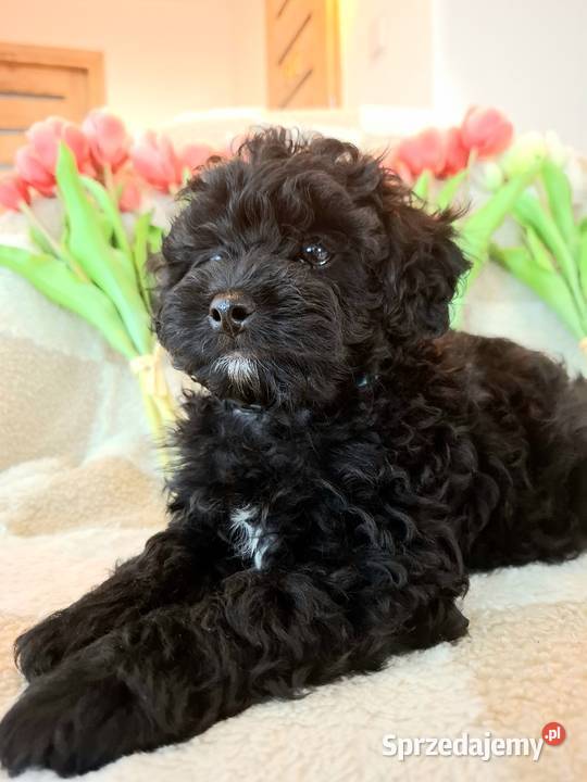 Shihpoo szczenięta szczenię Cavapoo Cocapoo Krasne