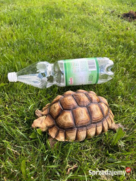 Zółw pustynny żółw lądowy centrochelys sulcata Miechów