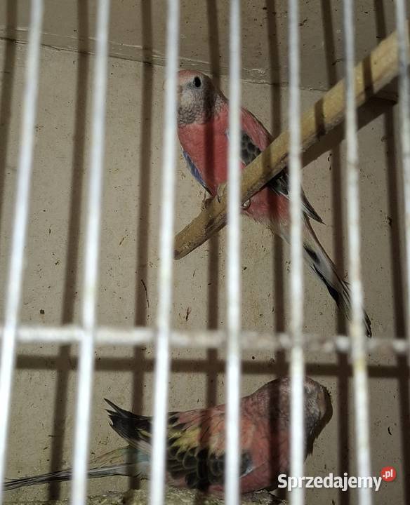 Papugi lakowki wspaniale Rydułtowy